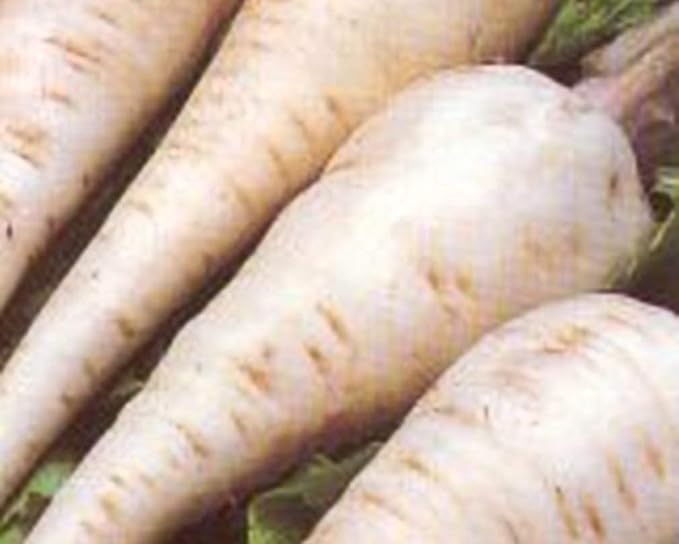 Parsnip Harris Model Great Heirloom Vegetable by Seed Kingdom Bulk 5 Lb Seeds