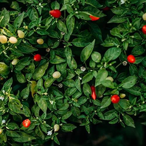 Prairie Fire Dwarf Chile (Hot) Pepper - 25 Seeds - Heirloom Variety, Great for Containers, Patios, Raised Beds, Non-GMO, USA-Grown Chili Seeds for Planting in The Home Garden, Thresh Seed Company