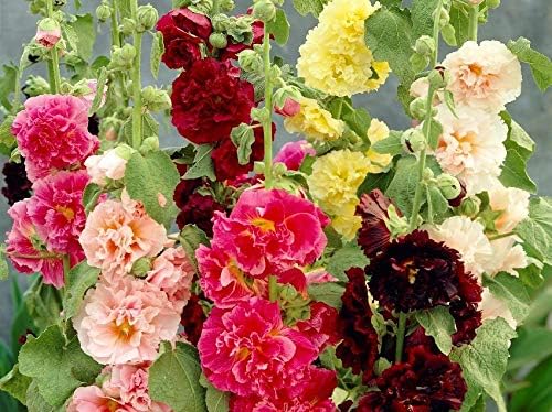 Hollyhock Double Flower Seed Mix Multicolor Terry Mallow Malva Alcea Rosea Climbing Rose 30+ Seeds for Planting Garden Flower Seeds