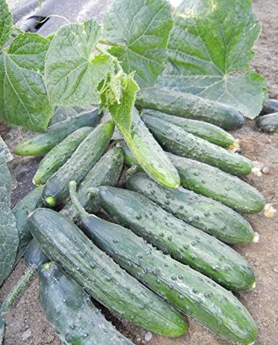 Seeds Indoor Self-pollinated Cucumber Zozula F1 45 Days Long Early Pickling Heirloom Vegetable for Planting Non GMO