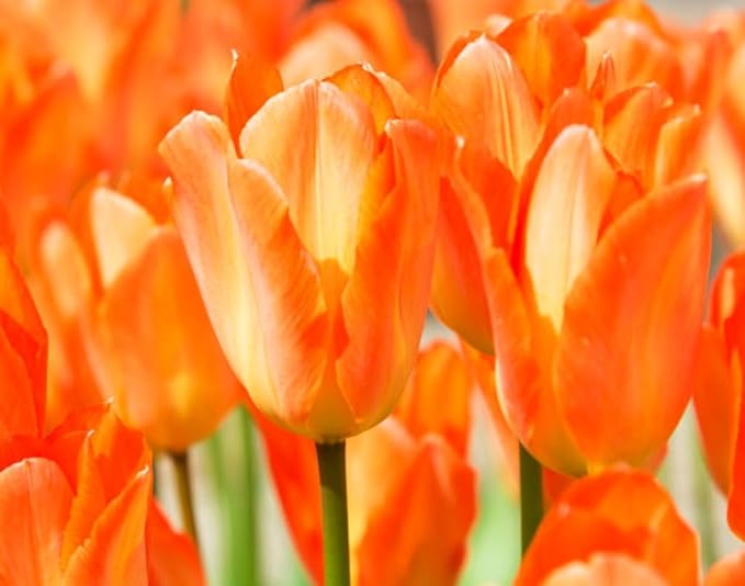 Mix Triumph Tulips 10 Bulbs for Fall Planting Colorful Flower Tulipa Darwin Hybrid Changing Colors Mixture Size 12+ 4 Varieties to Choose (Orange Emperor, 10, Mix Color)
