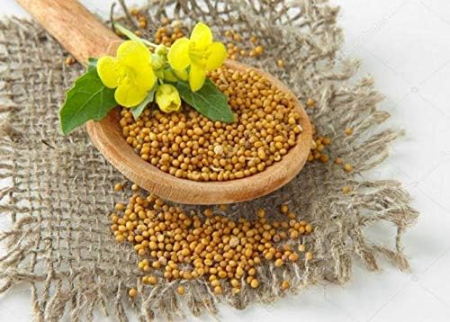 CEMEHA SEEDS - Seeds Yellow Mustard Non GMO Vegetable for Planting 500 Seeds