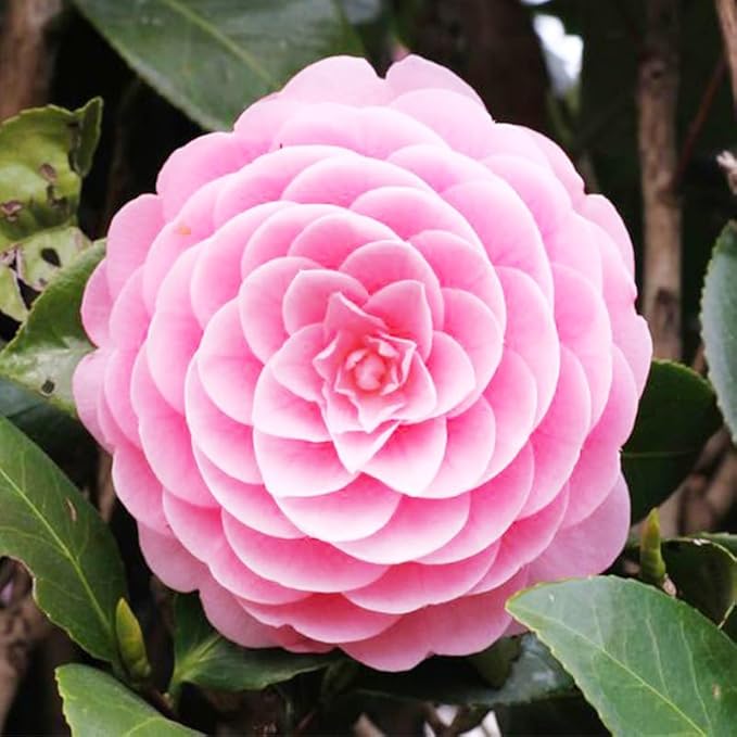 Mixed Camellia Seeds for Planting -20Pcs Non-GMO Heirloom Camellia Seeds Rate Landscaping Plant