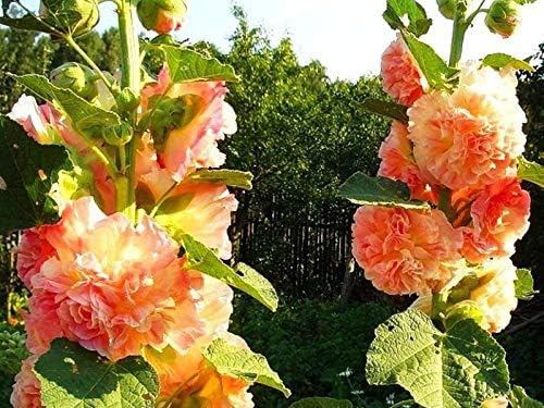 NIKA SEEDS - Seeds Flowers Hollyhock Double Mix Perennial - 50 Seeds