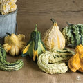 Pumpkin Seeds for Planting (10 Seeds) - Exotic and Hard to Find Pumpkin, Squash and Gourd Seeds - Vegetable Garden Seeds (Gremlins Gourd Mix)