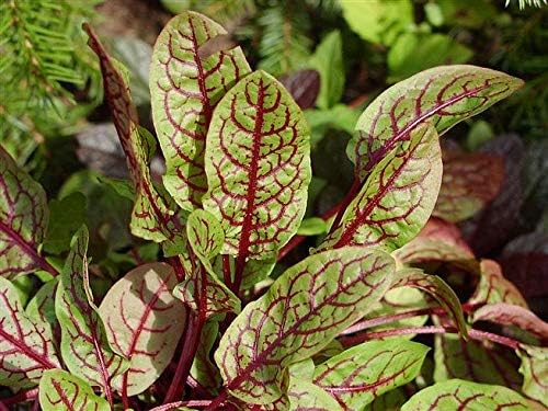 NIKA SEEDS - Seeds Herb Sorrel Bloody Dock Red Veined - 100 Seeds