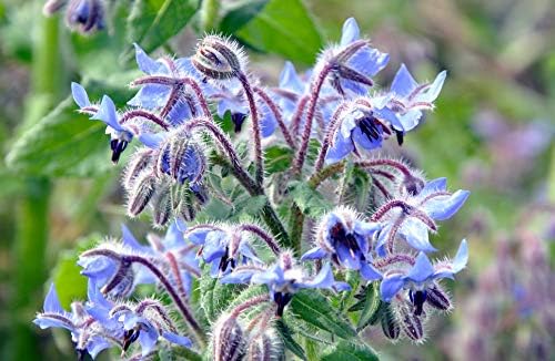 Seeds Borage Annual Herbs Non GMO Heirloom