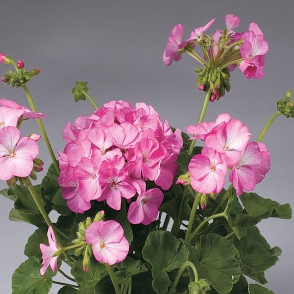 Outsidepride Pink Bicolor Geranium Seeds for Planting - 25 Pcs Annual, Heat & Drought Tolerant Flower Seeds with Green Foliage & Pink Blooms for Pots, Borders & Lush Summer Garden Displays