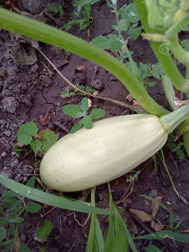 Seeds4planting - Seeds Zucchini Mush Bush White Giant Heirloom Non GMO