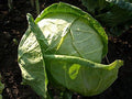 Cabbage Charleston Wakefield Garden Heirloom Vegetable 1,000 Seeds