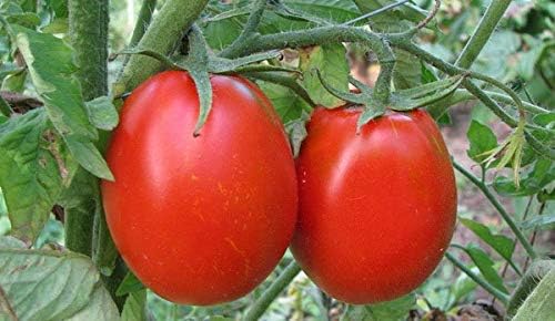 Seeds Vegetable Tomato Glory Red - 25 Seeds