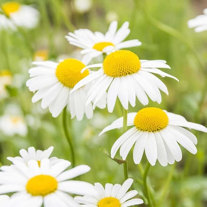 Seeds German Chamomile - Matricaria chamomilla - 2500 Seeds Heirloom Herbs - GMO Free