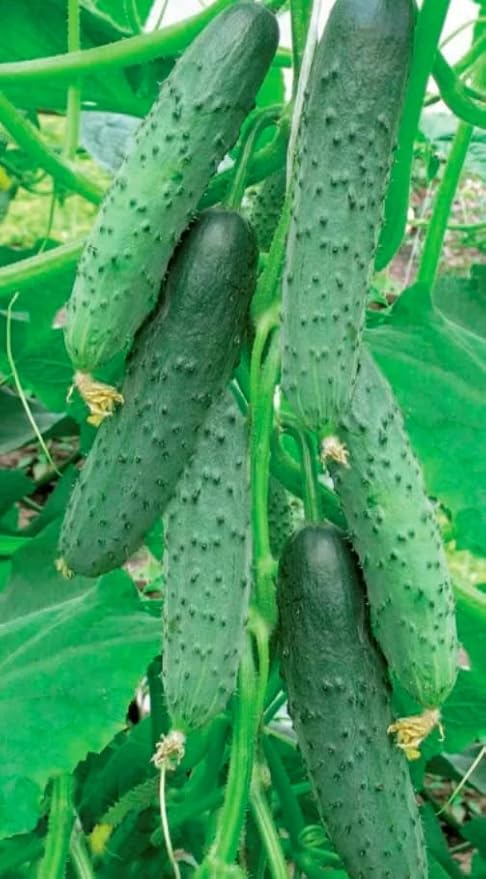 SeedsUP - 10+ Seeds Indoor Cucumber Zozula F1 Self-Pollinating - Vegetable Green