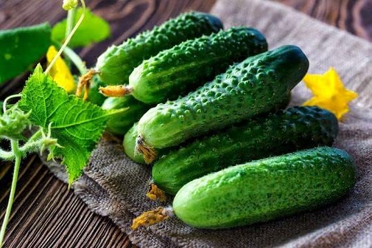 Cucumber Be st Seller F1 Seeds – Hybrid, Self-Pollinated | 37–40 Days to Harvest | High-Yield, Disease-Resistant Variety for Greenhouses & Open Fields