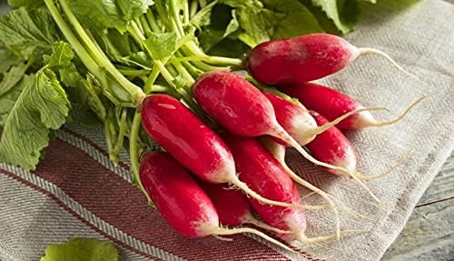 300+ Seeds Fire N Ice French Radish Yield Within 18 Days - Vegetable Red