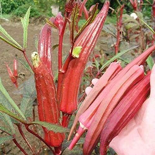 Red Okra Seeds – Abelmoschus Esculentus | Vibrant Red Pods | Heat-Tolerant & Nutritious Vegetable
