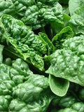 Spinach Bloomsdale Great Heirloom Vegetable 400 Seeds