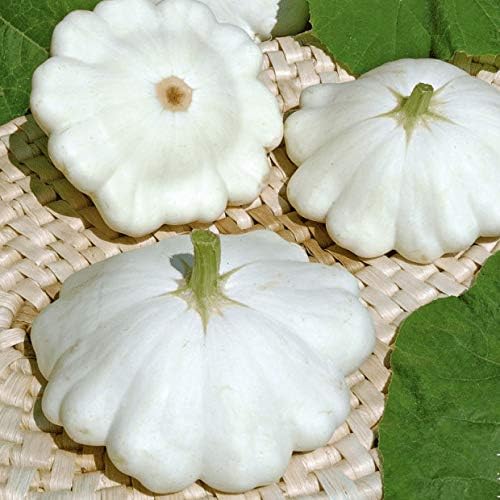 NIKA SEEDS - Seeds Vegetable White Patty Pan Squash Scallop Zucchini - 30 Seeds