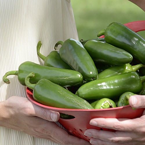 Park Seed Whopper Collection – High-Yield Tomato, Bell Pepper, Jalapeño & Cucumber Seed Set, Crisp, Flavorful & Disease-Resistant Varieties, Non-GMO, 4-Pack Vegetable Garden, Pack of 80