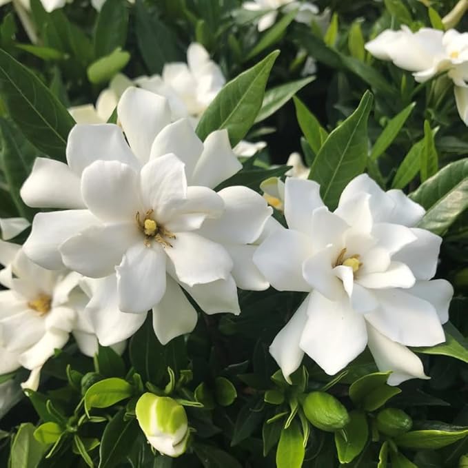 2 Frostproof Jasmine Plants 4–8 Inch, Live Fragrant Jasmine Flowering Vine, Sweet Scented Blooms, Easy Care Indoor or Outdoor