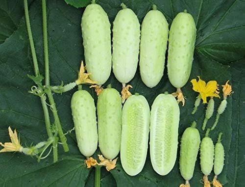RAISE ME UP: Seeds Cucumber White Angel F1 50 Days for Pickling Indoor Non GMO Open-Pollinated Hybrid