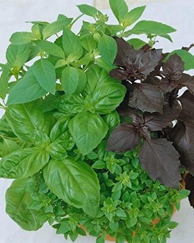 SeedsUP - 700+ Seeds Basil Indoor Sweet Ornamental (Genovese, Corsican, Lemon, Lime and Other) - Herb Mix