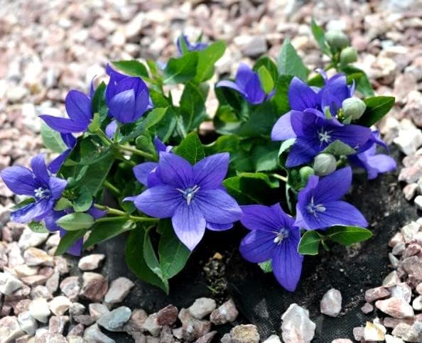Balloon Flower Seed Mix White and Blue Japanese Bellflower 100 Seeds for Planting