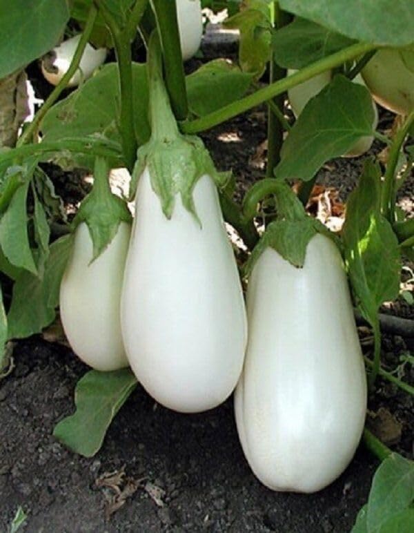 Seeds White Eggplant - Heirloom Vegetable - GMO Free