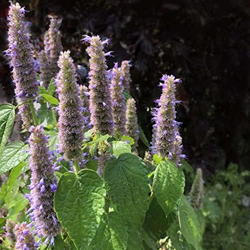 Organic Anise Hyssop, Licorice Mint Seeds (Agastache foeniculum) 500 Seeds (0.2 Grams) - Lavender Mint, Agastache, Agastache Hyssop Seeds for Planting by Smoke Camp Crafts