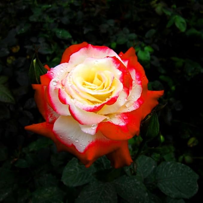 Mixrug Grandiflora Rose Seeds for Planting, 200+pcs Perennial Non-GMO Heirloom Grandiflora Rose Flower Seeds, Rare Beauty Home Garden Blooms Flowers Plants for Outdoors