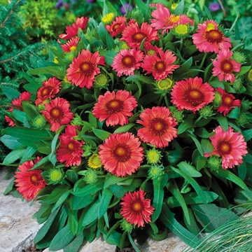 Park Seed Arizona Red Shades Blanket Flower Seeds, Large Red Blooms, Pack of 25 Seeds