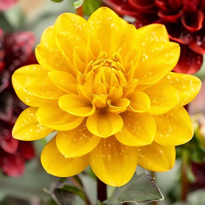 300+ Mix Dahlia Seeds to Plant - Exotic Varieties, Mixed Colors, Non-GMO, Ideal for Home Gardens