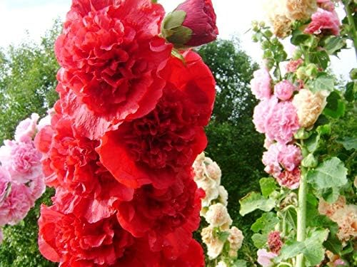 Hollyhock Double Flower Seed Mix Multicolor Terry Mallow Malva Alcea Rosea Climbing Rose 30+ Seeds for Planting Garden Flower Seeds