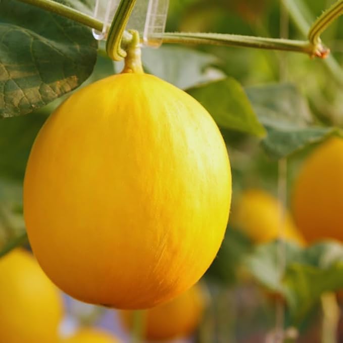 50 Golden Melon Seeds, Vegetable Seeds, Golden Melon Seeds for Planting Indoor Outdoor