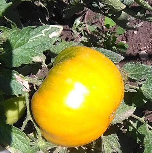 NIKA SEEDS - Seeds Vegetable Beefsteak Tomato Lemon Giant - 40 Seeds