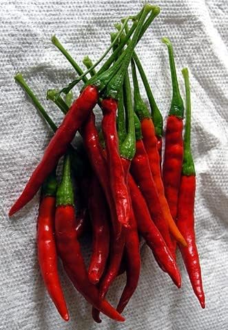 Pepper HOT Chili De Arbol Great Heirloom Vegetable by Seed Kingdom 1 Oz Seeds