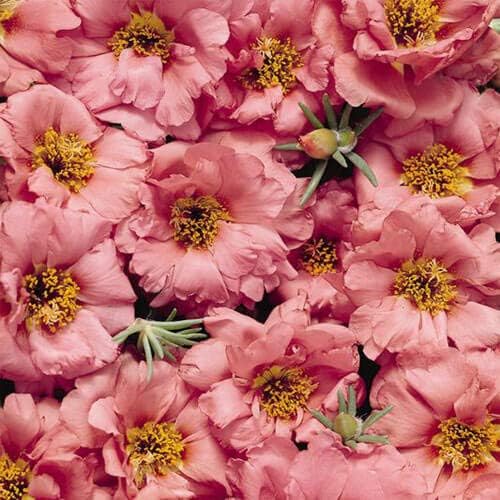 Outsidepride Sundial Peach Portulaca Moss Rose Seeds - 250 Pcs Annual, Heat & Drought Tolerant, Soil Adaptable Moss Seeds Ground Cover & Flower Seeds for Planting in Gardens & Xeriscapes (AAS Winner)
