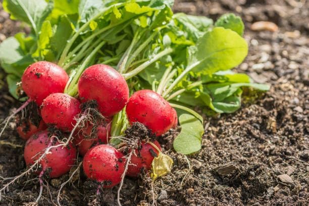 Park Seed Radish Vegatable Plant Seeds, Easy to Grow, Variety of Colors, Spring Garden, Rivoli Hybrid, Pack of 100