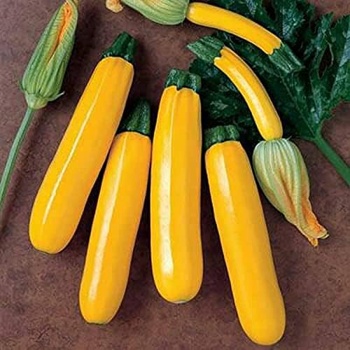 RAISE ME UP: Seeds Easy Pick Gold II Zucchini Courgette Non GMO Heirloom