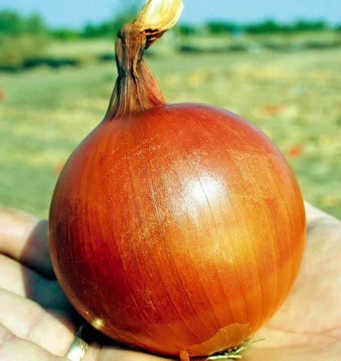 Seeds Chalcedony Onion - Heirloom Vegetable - GMO Free
