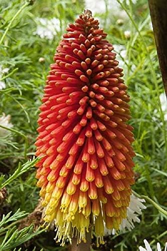 Seeds Fire Dance Red Hot Poker Perennial Flowers