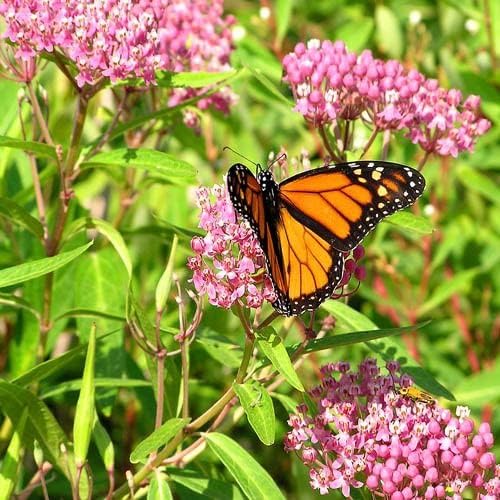 Outsidepride Swamp Milkweed Seeds - 500 Pcs Perennial, Heat & Humid Tolerant, Pollinator-Friendly Wildflower Seeds, Ideal for Monarch Butterflies, Cut Flowers, Borders, or Meadows
