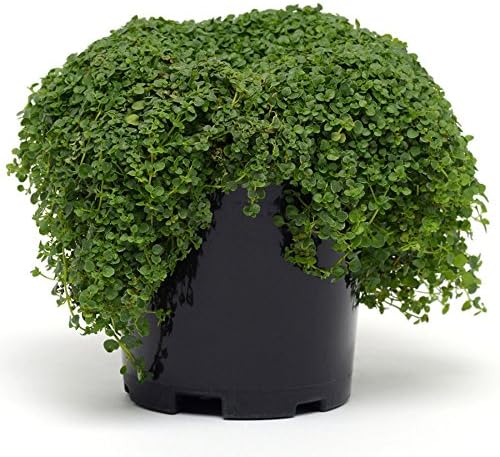 Park Seeds Mint Seeds, Varies of Fragrant Herb and Ornamental Garden Staple, Mini Ornamental, Pack of 10