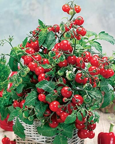 CEMEHA SEEDS - Seeds Indoor Red Dwarf Tomato Determinate Non GMO Vegetable for Planting