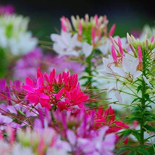 Seeds Spider Flower Cleome Mix Annual Beautiful Outdoor Garden Cut for Planting Non GMO
