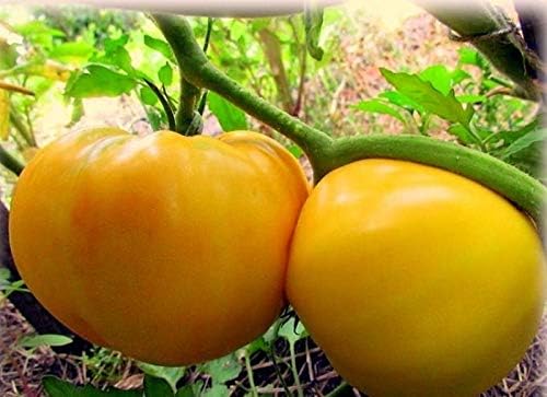 NIKA SEEDS - Seeds Vegetable Beefsteak Tomato Lemon Giant - 40 Seeds