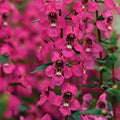 Park Seed Snap Dragon Flower Plant Seeds – Angelonia Serena Rose with Deep Pink Spikes & Dark Centers, Heat-Tolerant Low-Maintenance Bloomer for Containers or Beds, Award-Winning, Pack of 10