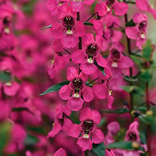 Park Seed Snap Dragon Flower Plant Seeds – Angelonia Serena Rose with Deep Pink Spikes & Dark Centers, Heat-Tolerant Low-Maintenance Bloomer for Containers or Beds, Award-Winning, Pack of 10