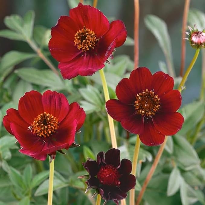 200+ Chocolate Cosmos Seeds Double Flowers Garden Planting
