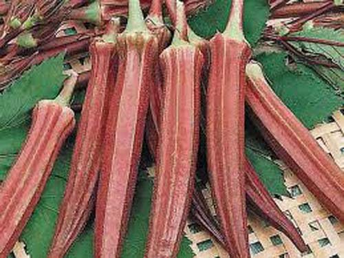 Okra RED Burgundy Great Heirloom Vegetable by Seed Kingdom Bulk 5 Lb Seeds